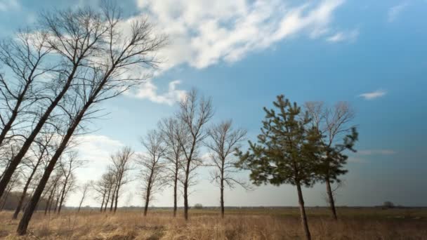 Cielo azul y árboles. Paisaje.. Time lapse without birds, insects — Vídeos de Stock