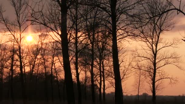 Zachód słońca w chmury przez drzewa. Upływ czasu — Wideo stockowe