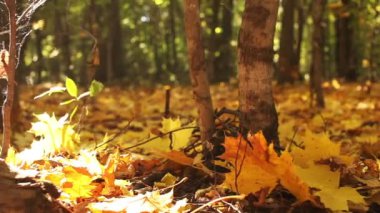 Sonbahar sarı ahşap güzelliği. Dolly vurdu