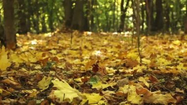 Sonbahar sarı ahşap güzelliği. Dolly vurdu