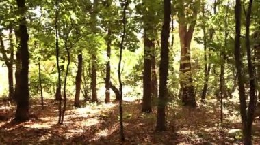 Sonbahar ormanda yürüyüş. Steadicam atış