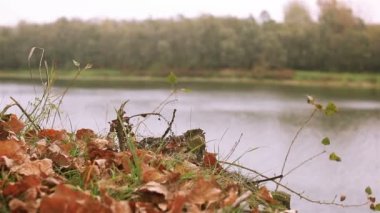 Kırmızı sonbahar yaprakları ve nehir. Rüzgarlı gün çekim dolly