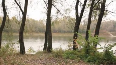 Sonbahar l. Steadicam yürüme nehir ve sarı ağaç
