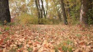 nehir ile güneşli sonbahar ahşap. Steadicam hayvan görünümü gibi vurdu