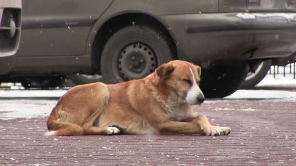 Грустная собака на городской улице зимой — стоковое видео