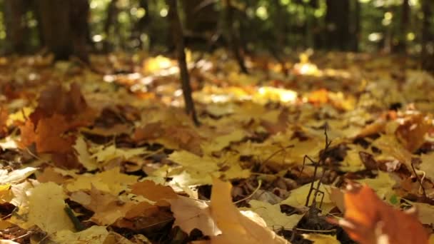 Schönheit des herbstlichen gelben Holzes. Dolly aus nächster Nähe erschossen — Stockvideo