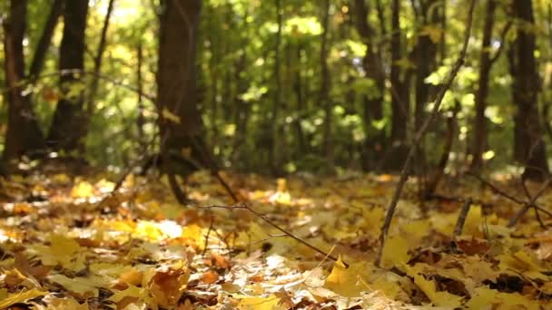 Belleza de otoño en madera amarilla. Dolly disparó — Vídeos de Stock