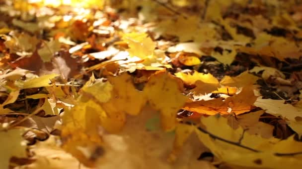 Belleza de las hojas amarillas de otoño. Dolly disparó — Vídeos de Stock