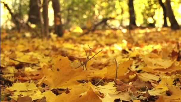 Madera de otoño. Las hojas amarillas se acercan. Dolly disparó — Vídeo de stock