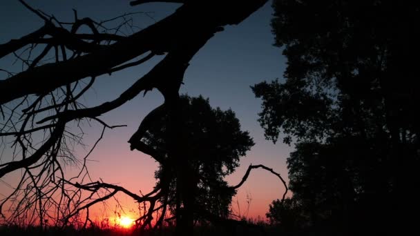 Nascer do sol através de ramos em madeira. Desfasamento temporal — Vídeo de Stock