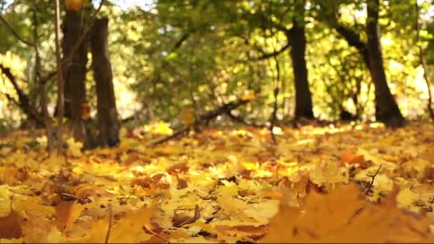 Forest autumn landscape with yellow leaves. Dolly shot