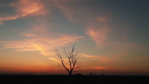 Arbre solitaire contre le ciel rouge au lever du soleil. 