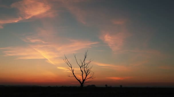 Arbre solitaire contre le ciel rouge au lever du soleil. — Video