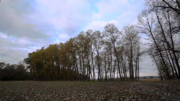 Paisaje con árboles y cielo en otoño. Caducidad — Vídeos de Stock