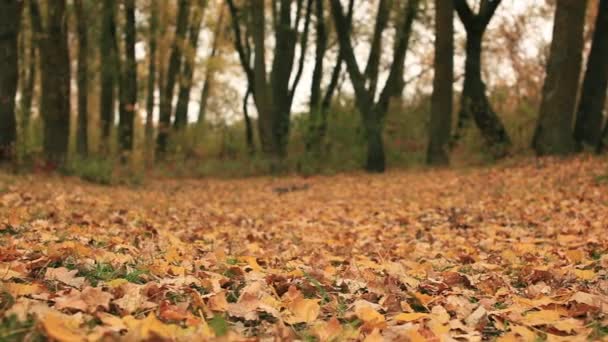 Bois jaune d'automne par temps venteux. Dolly shot — Video