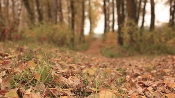 Gelbe Herbstfarben aus Holz. Kugelstoßer — Stockvideo