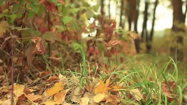 Gelbe Herbstfarben aus Holz. Dolly an windigem Tag erschossen — Stockvideo