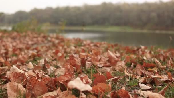 Motivi autunnali con foglie e fiume. Dolly ha sparato. — Video Stock