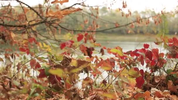 Autumn motives with leaves and  river. Dolly shot  landscape — Stock Video
