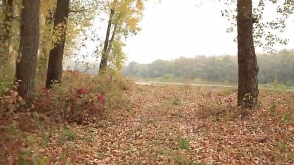 Autunno vicino al fiume. Steadicam a piedi — Video Stock