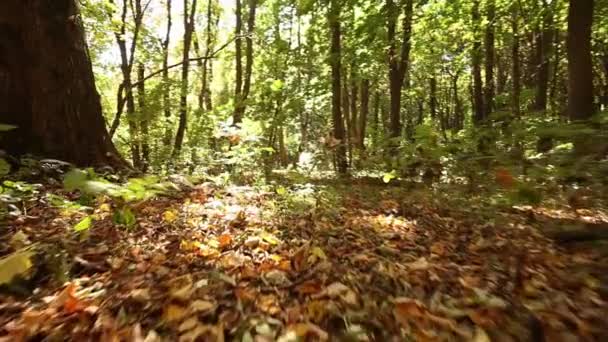 Madera de otoño soleado. Steadicam disparó como una vista de animal. .. Movimiento lento — Vídeo de stock