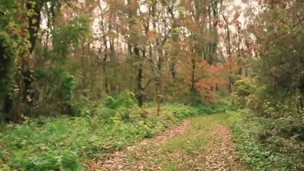 Weg in de herfst hout. Steadicam schot — Stockvideo