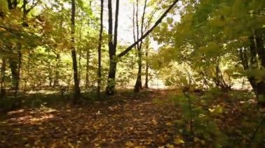 güneşli sonbahar yol ahşap. Steadicam atış