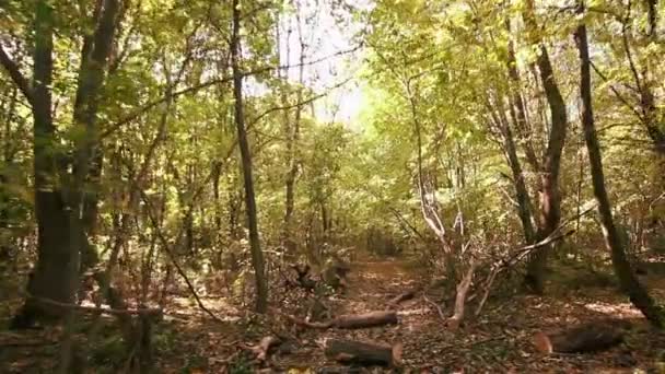 Tronchi sulla strada forestale. Steadicam shot — Video Stock