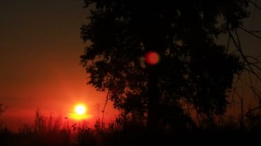 Güneş sabah yolu. Sunrise ağaçlar aracılığıyla. Zaman atlamalı