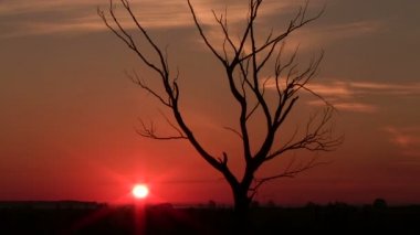 Yalnız ağaç ve kırmızı gündoğumu. PAL zaman atlamalı