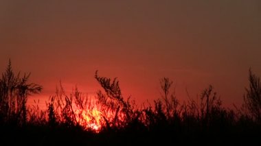 Ot ve çalı alan ve kırmızı gündoğumu. PAL zaman atlamalı