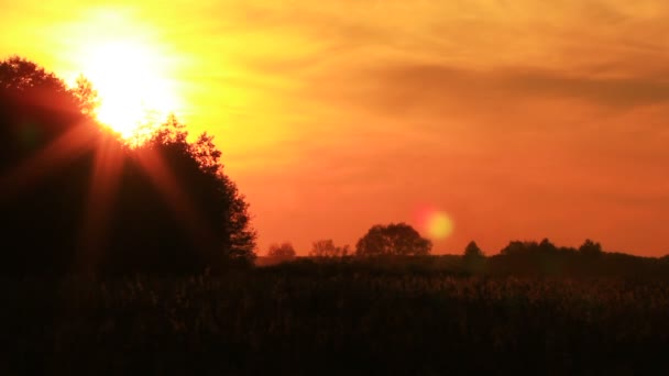 日落，红色的云彩和木材。时间流逝 — 图库视频影像