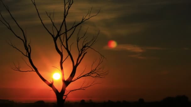 Branches d'arbres, lever du soleil et brouillard. Temps écoulé dans les tons rouges — Video
