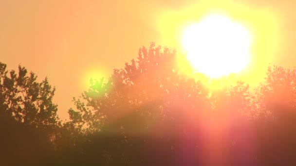 Sol Naranja y árboles. PAL Tiempo de caducidad — Vídeos de Stock