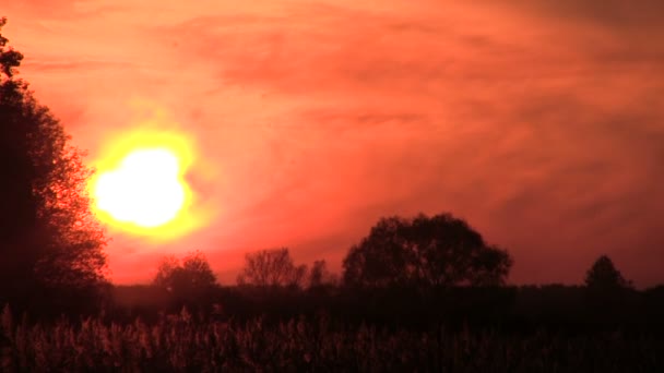 Sunset, trees, clouds and insects. PAL Time lapse — Stock Video