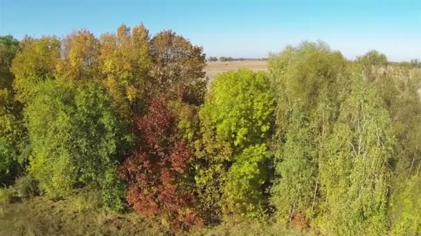 Herfst geel en groen bomen. Luchtfoto — Stockvideo