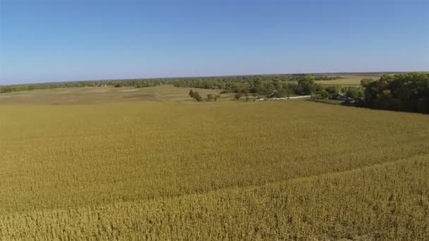 Vuelo sobre campo de maíz madurado amarillo. Verano aéreo — Vídeos de Stock