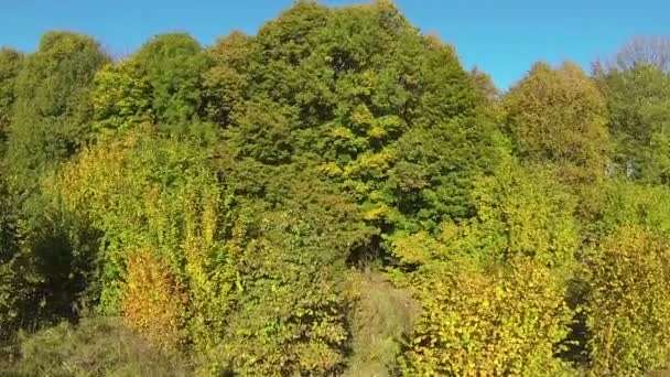 Vuelo sobre madera de otoño en un día soleado brillante. Paisaje aéreo — Vídeo de stock