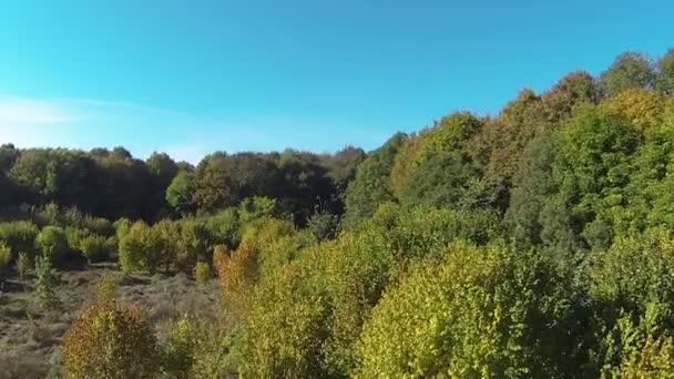 Vlucht boven herfst hout in zonnige dag. Luchtfoto landschap — Stockvideo