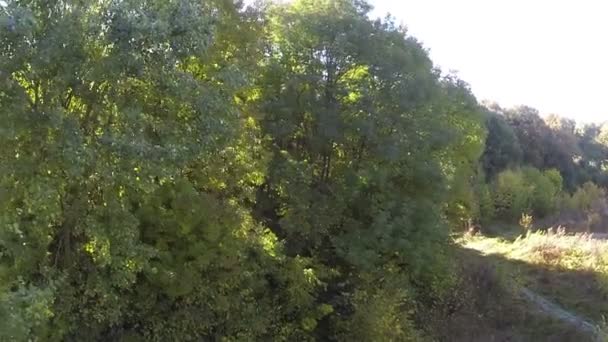 Vuelo sobre madera de otoño en brillante día de otoño soleado. Disparo aéreo — Vídeos de Stock