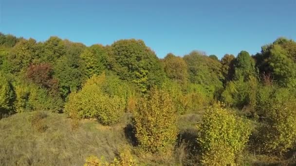 Gele bomen VN-hout. Luchtfoto — Stockvideo