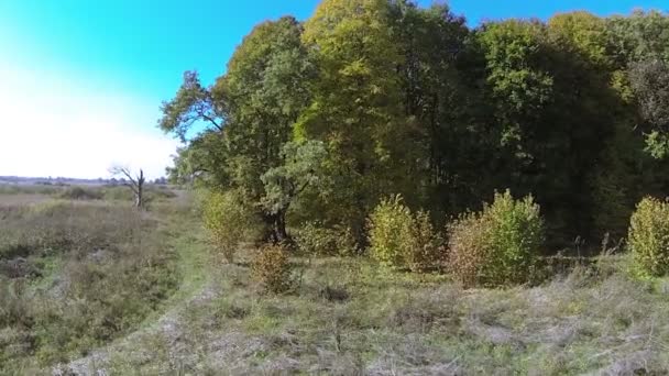 Hermosos árboles amarillos y verdes en el bosque. Disparo aéreo sobre madera — Vídeo de stock