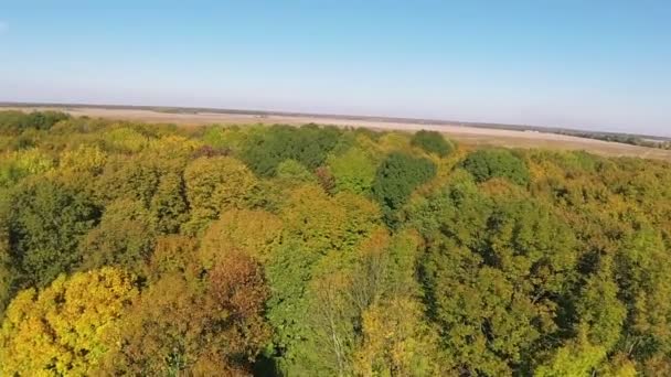 Gele en groene bomen in hout. Antenne geschoten met een drone schaduw — Stockvideo