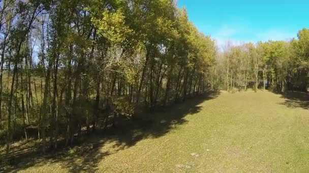 Vol au-dessus de la clairière solaire d'automne dans le bois. Plan aérien 