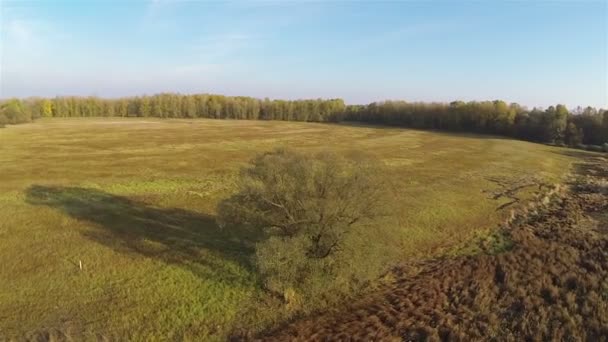 Vuelo lento sobre el árbol en otoño. Foto aérea en día soleado — Vídeos de Stock