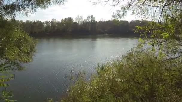 Río y bosque, paisaje. Disparo aéreo — Vídeo de stock