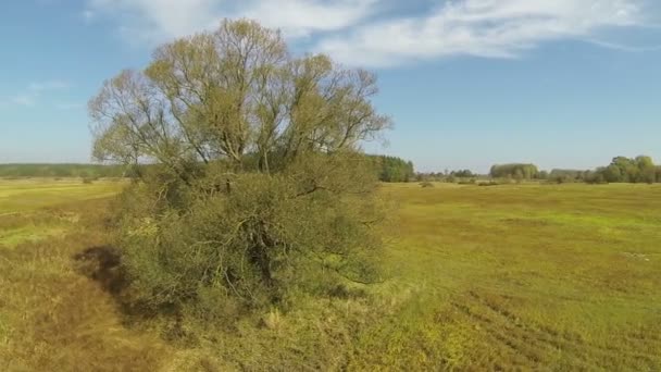 Piano sorvola l'albero sul prato. Scatto aereo nella giornata di sole — Video Stock