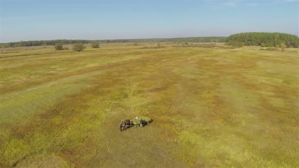 Pferd mit Heuwagen auf dem Feld. Luftaufnahme an sonnigem Tag — Stockvideo