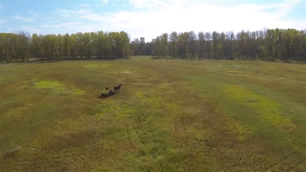 Cavallo con carro da fieno in campo. Scatto aereo nella giornata di sole — Video Stock