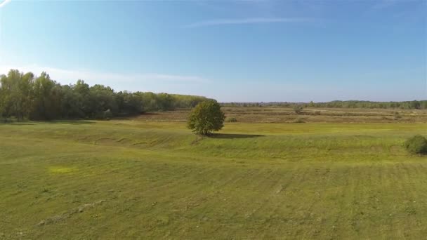 平等的绿色草地和树。空中拍摄在阳光灿烂的日子 — 图库视频影像